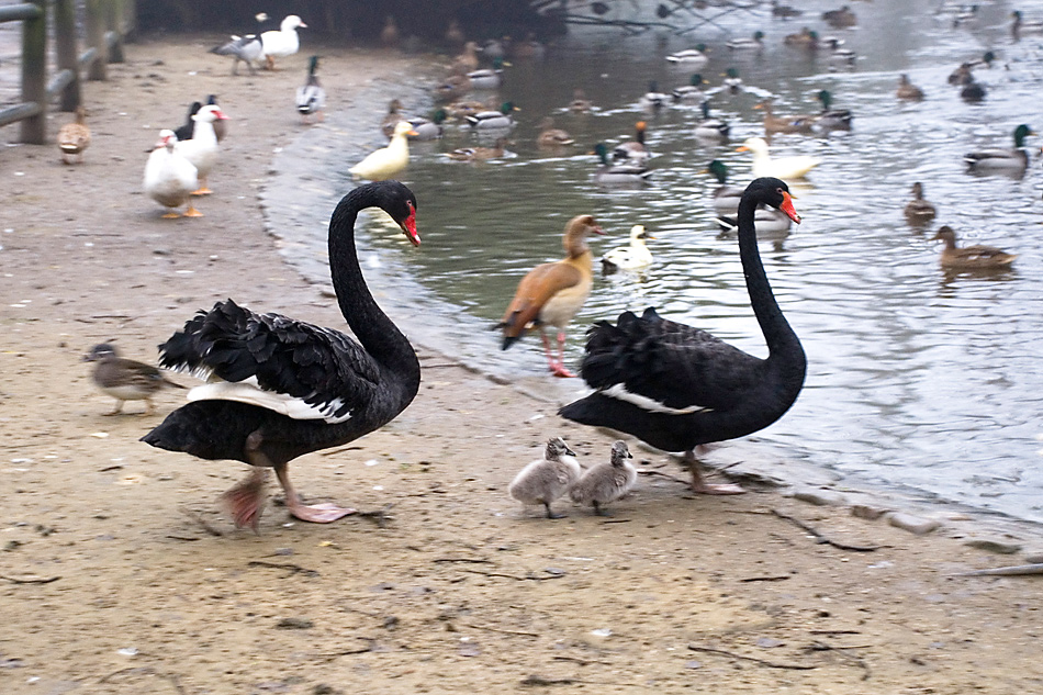 Ricordo di Pap� cigno