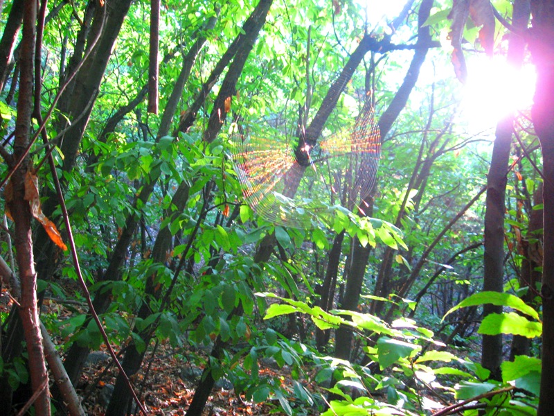 l'occhio della natura