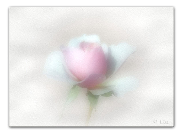 Elaborazione crop rosa