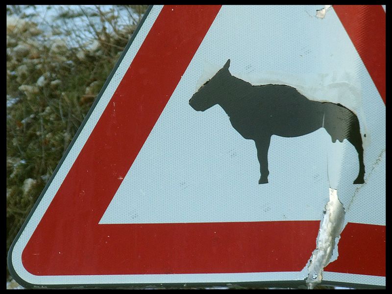 ATTENZIONE...attraversamento pit bull