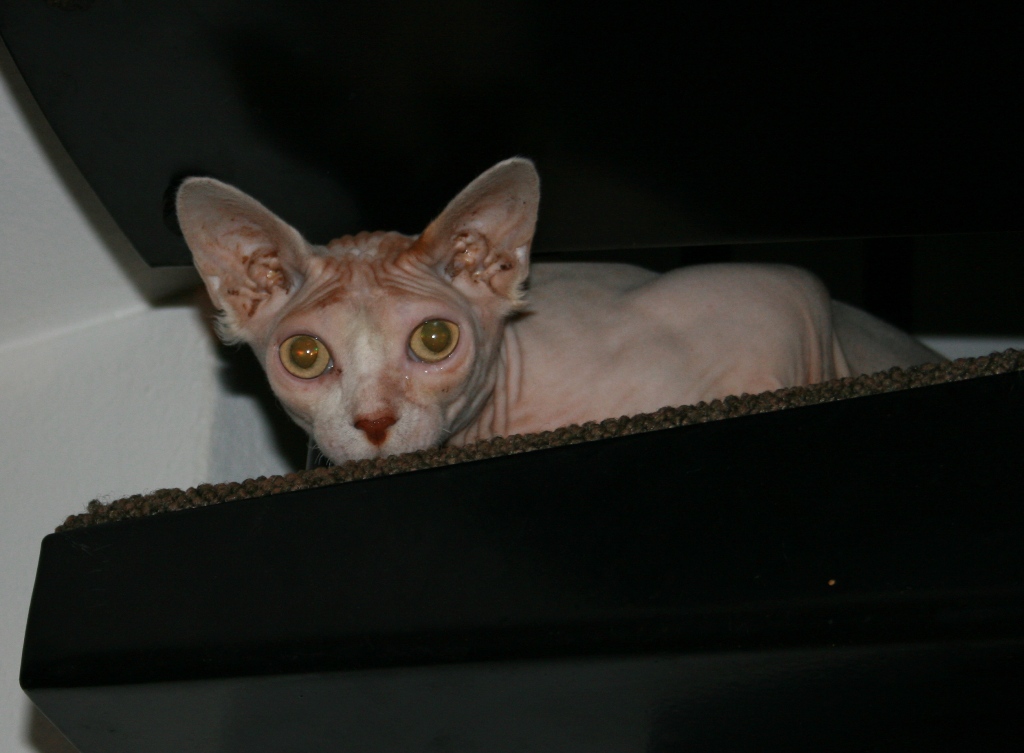 Timido Sphynx
