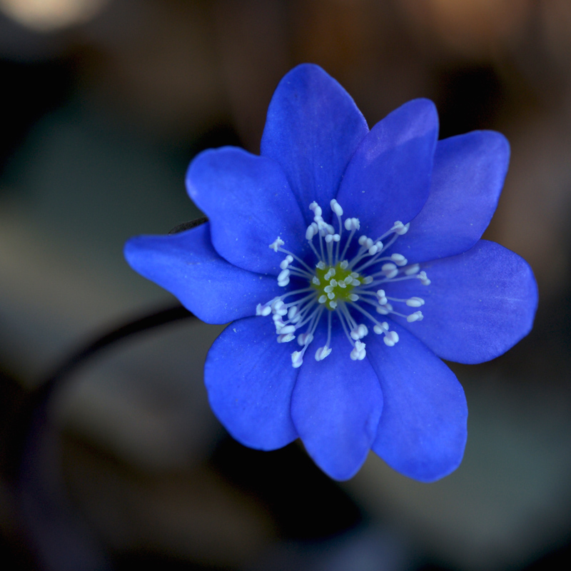 comincia il risveglio