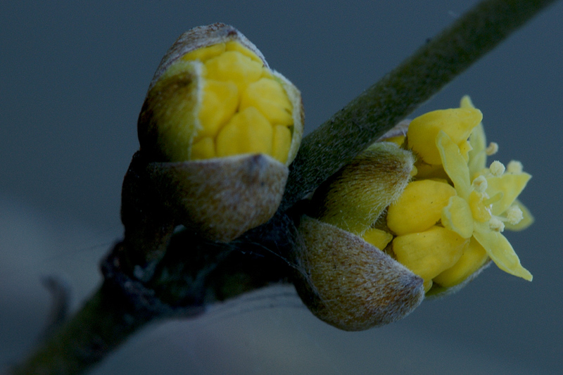 primi fiori ( corniolo ? )