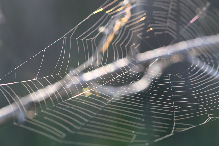 web designer