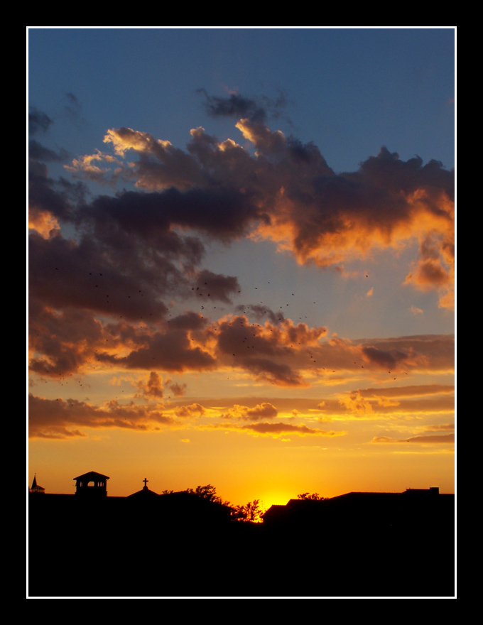 Stormi d'uccelli neri nel vespero migrar...