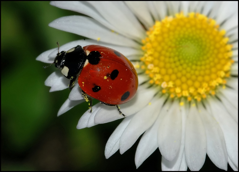 Passeggiando sui petali