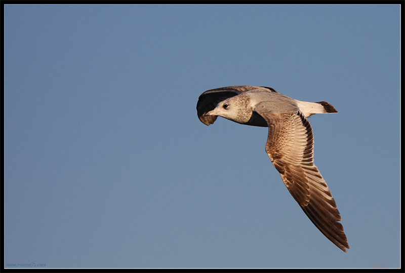 il mio primo gabbiano