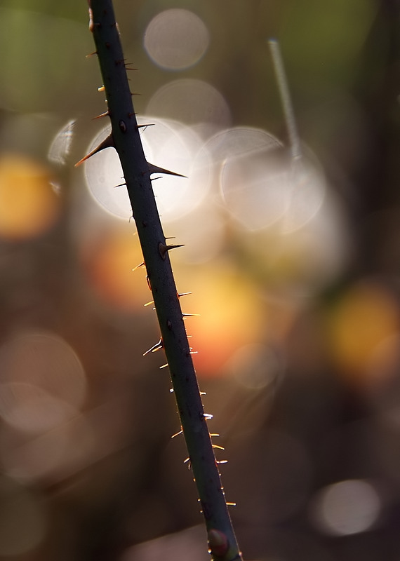 ti regaler� una rosa!