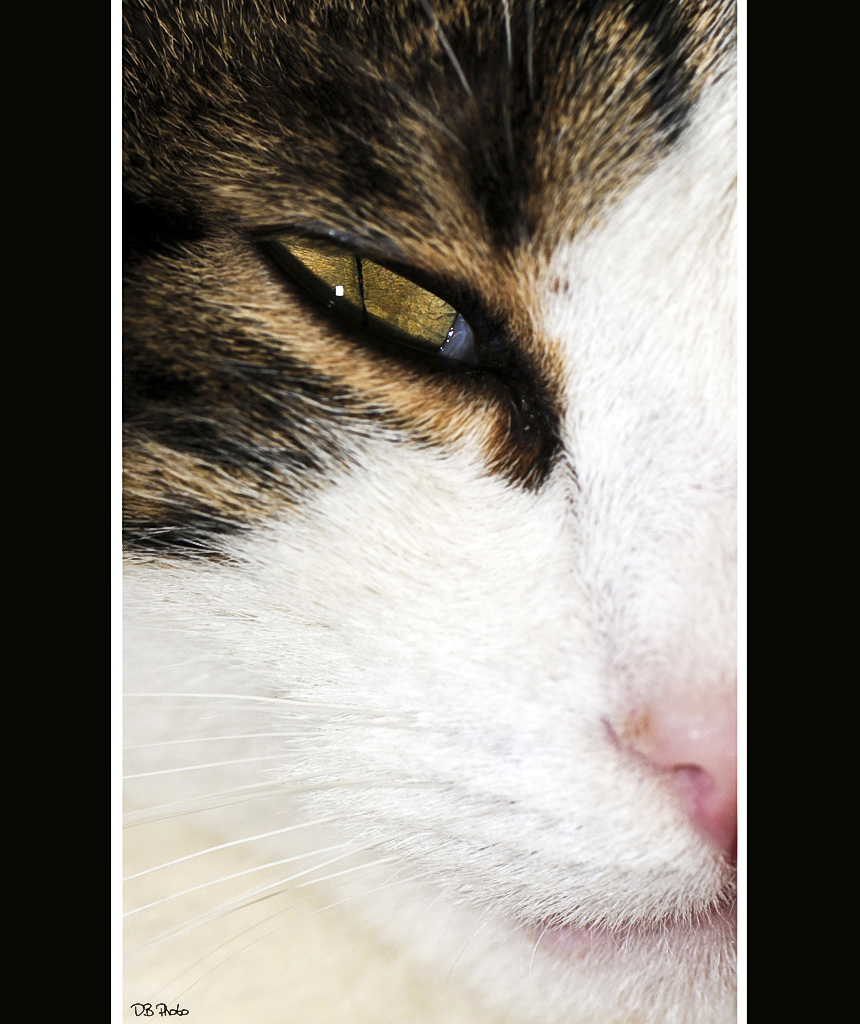 = Fortemente Felino =