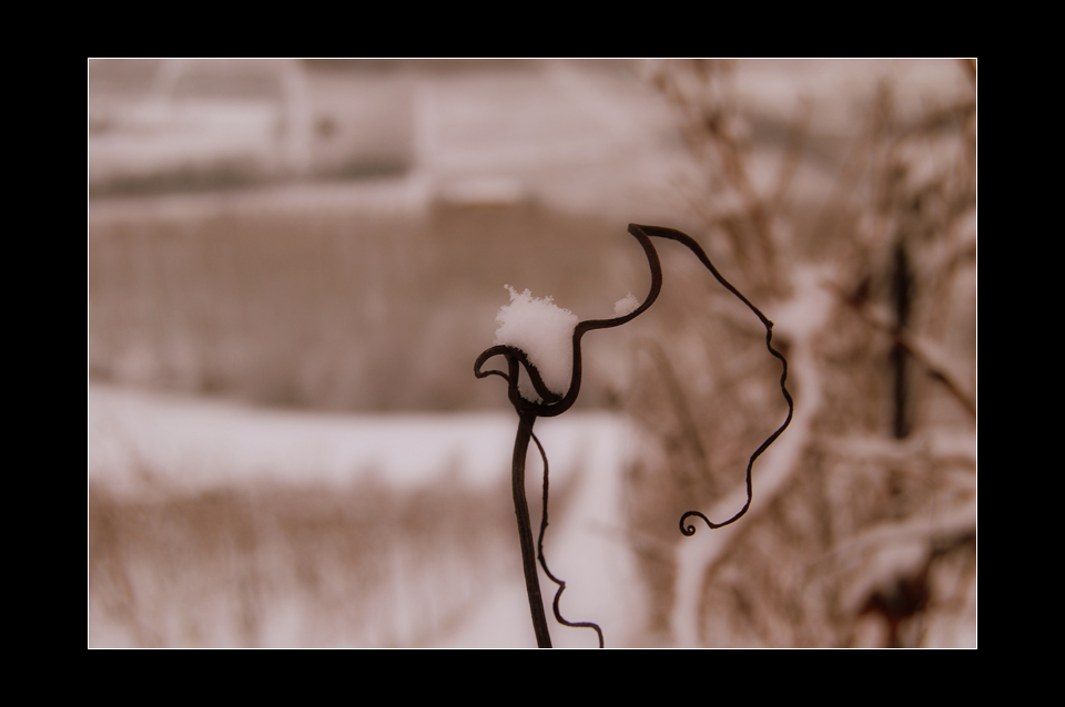 disse: "...sembra una rosa di neve, bravo!"