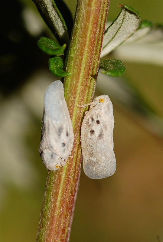 Metcalfa pruinosa