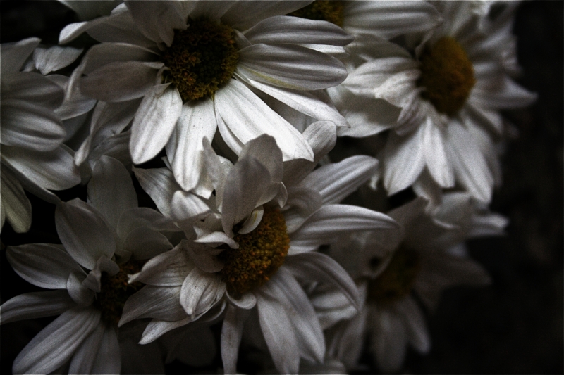 Le Margherite Ricordano