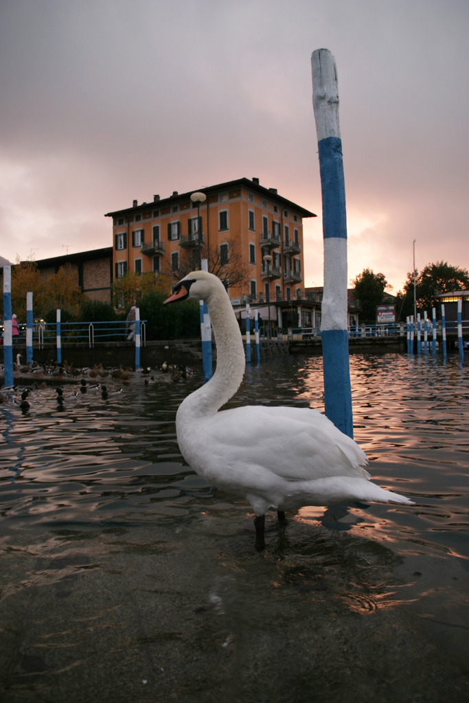 Il Cigno ed il Lago