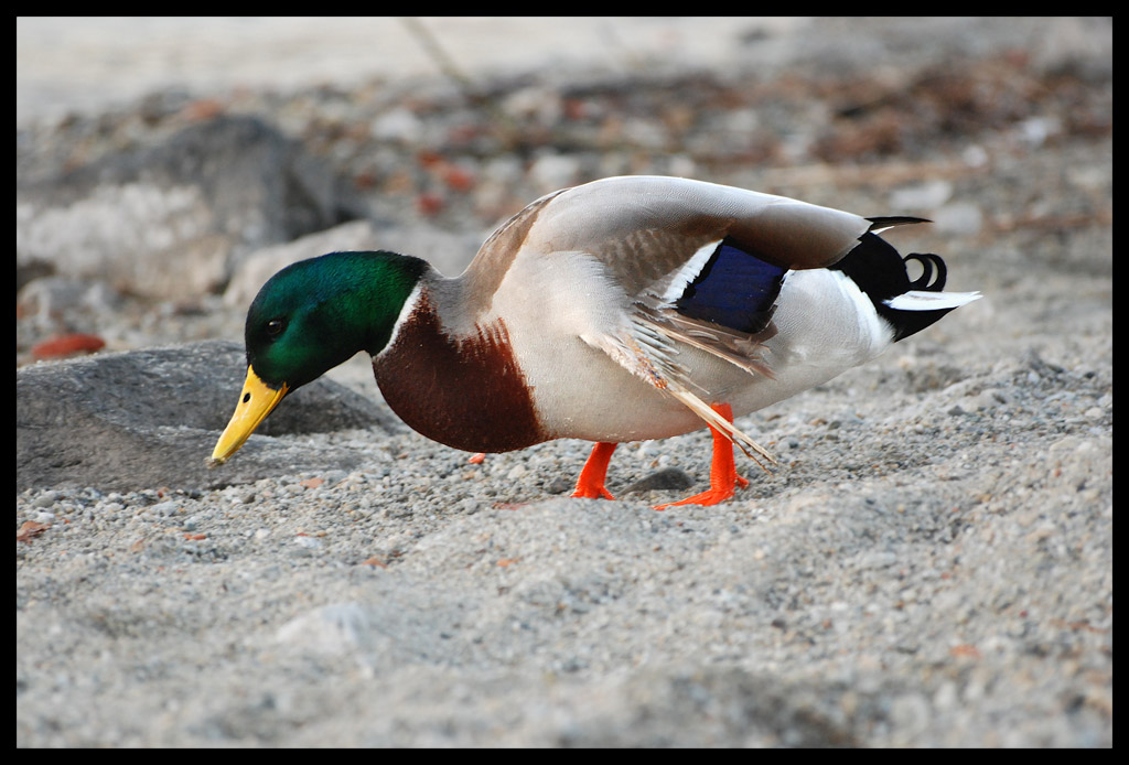 grosso rischio.... incidenti che capitano