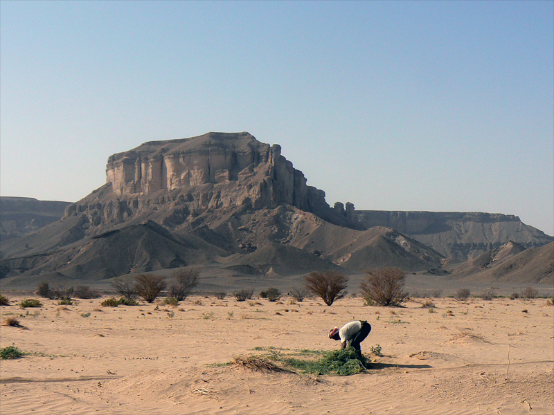 IL RACCOLTO NEL DESERTO