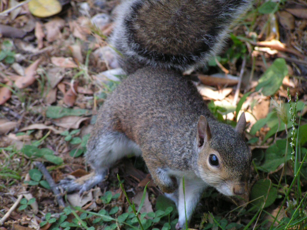 Scoiattolo al parco