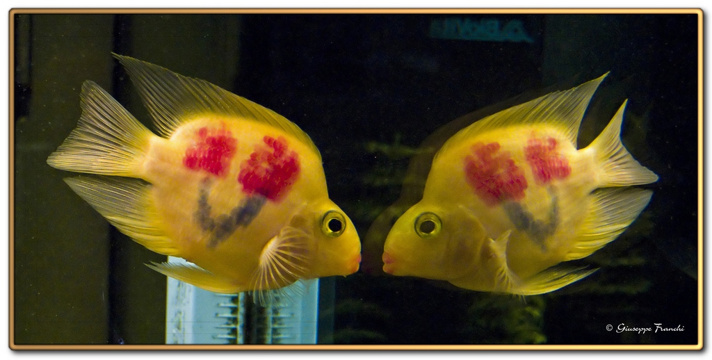 Specchio specchio delle mie brame...