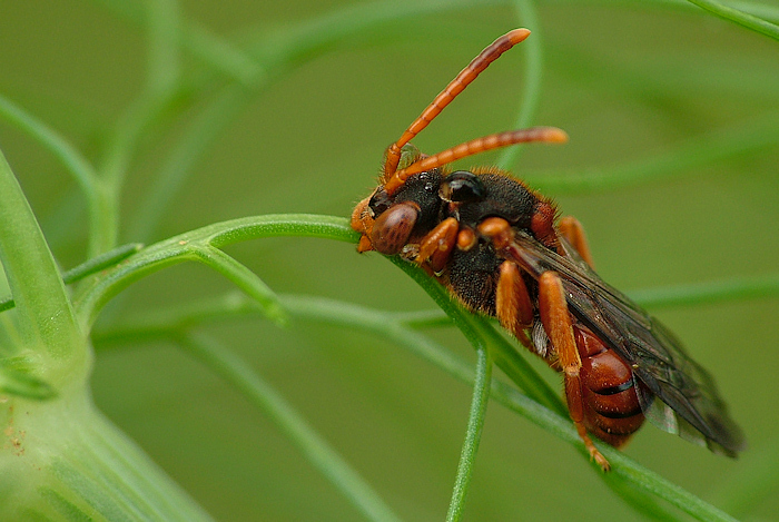 la figlia del diavolo