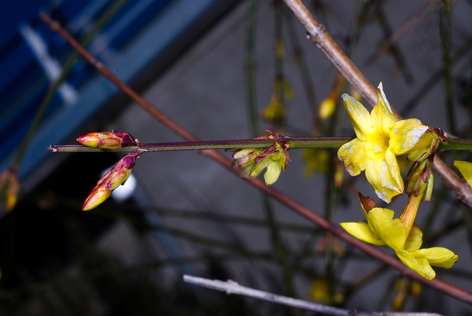 Cominciano ad uscire