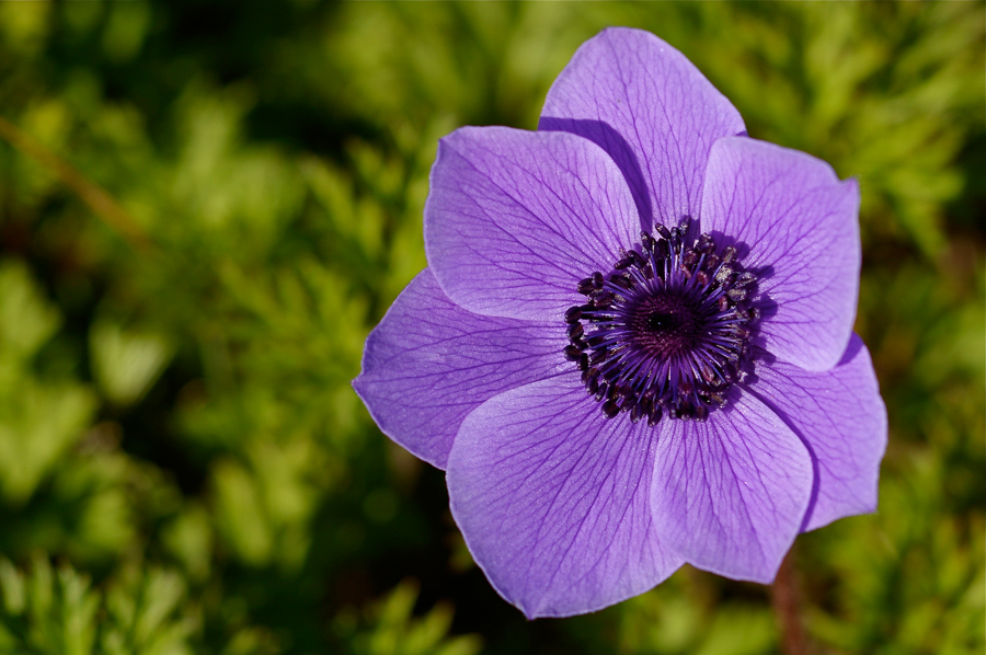 Anemone su mare verde