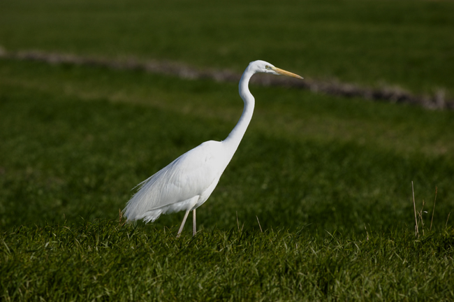 Airone Bianco Maggiore