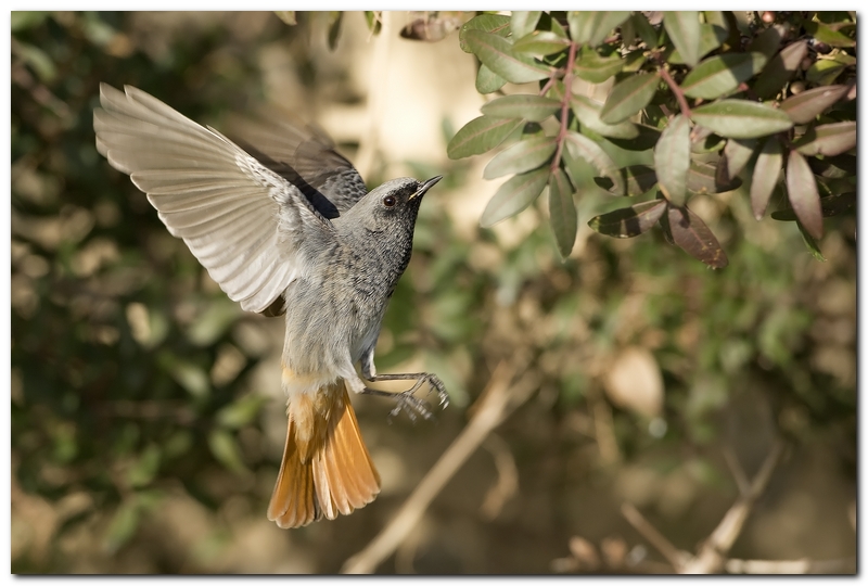 Codirosso spazzacamino