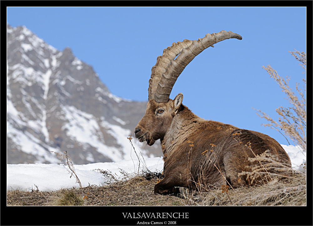 Sua maest�... lo stambecco