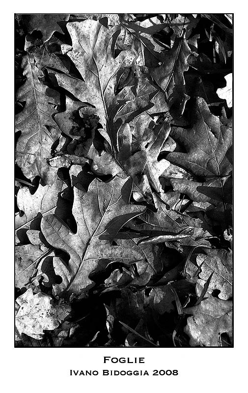 Foglie