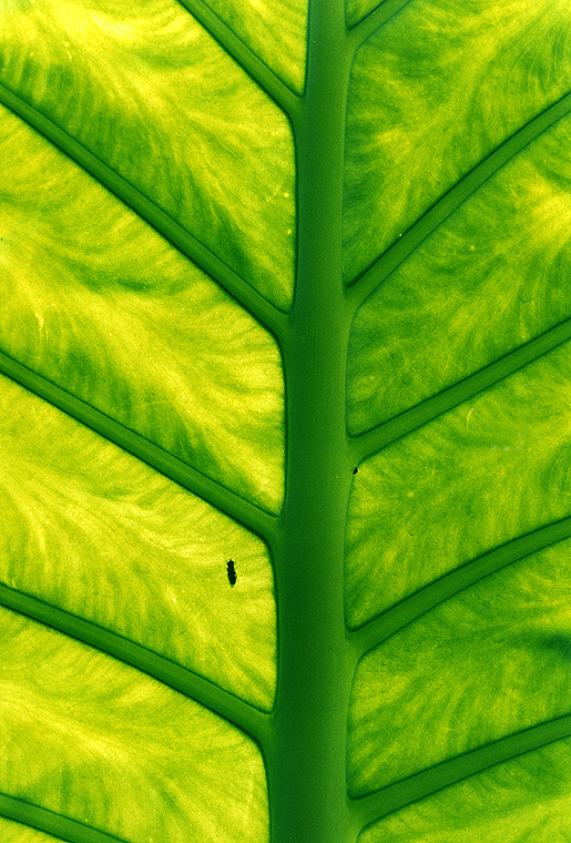 Giochi di Verde in Natura