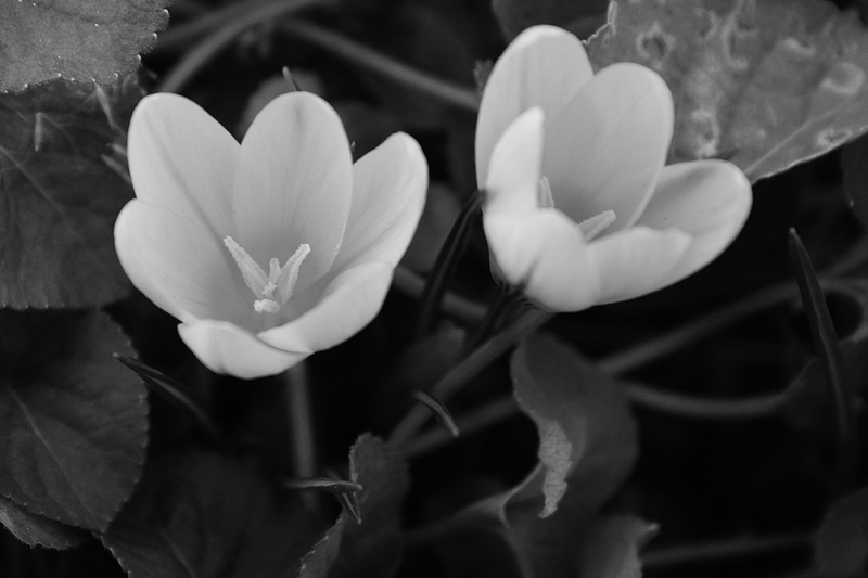 Crocus b/w