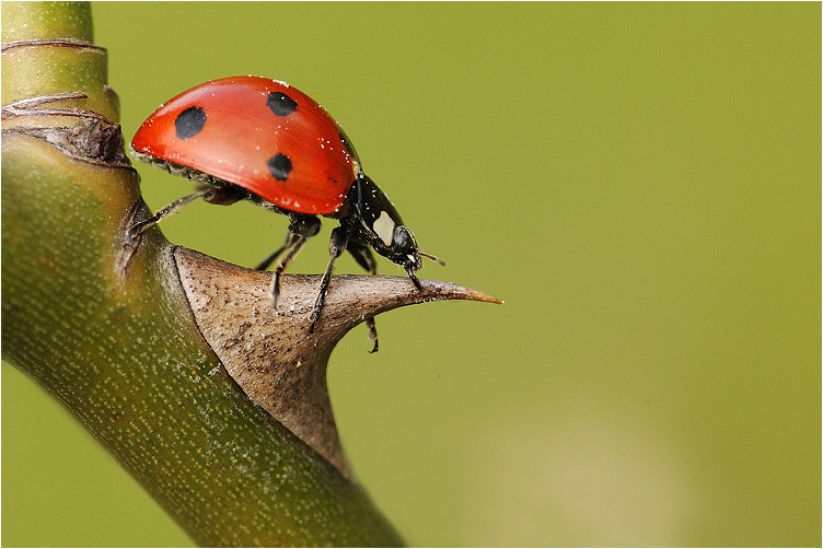 Coccinella