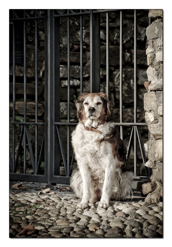 Seriet� Professionale