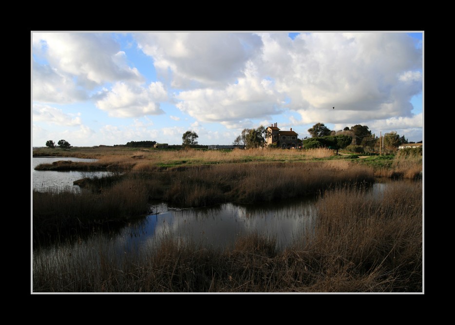 Arborea