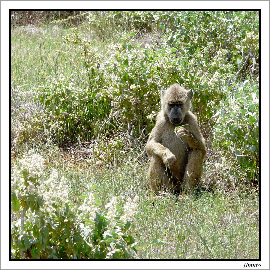 m'ama... non m'ama...