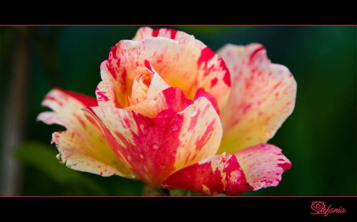 Quando arriva la primavera?