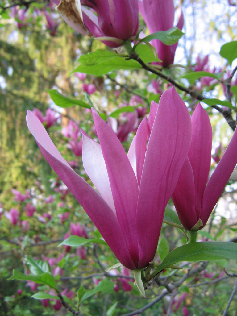 Fiori 008