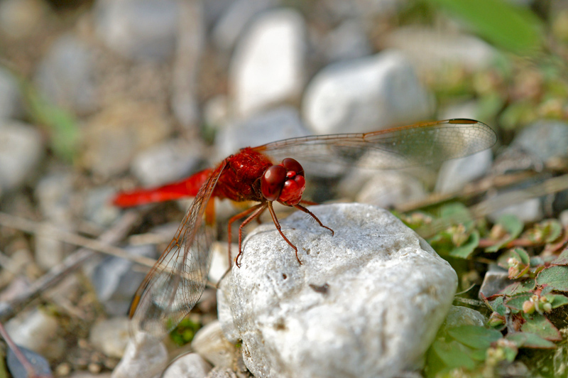 Libellula rossa