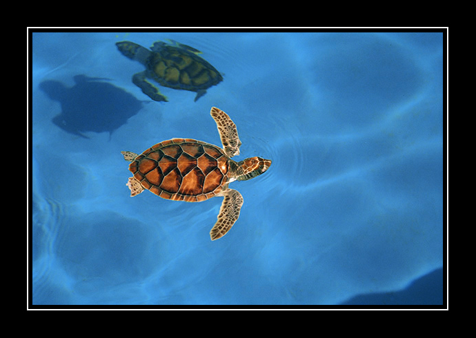 Tartaruga in stile Rana