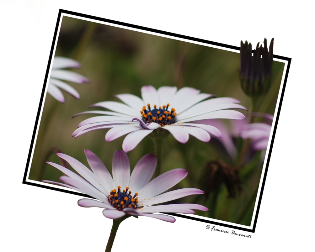 Fiori ... dentro e fuori