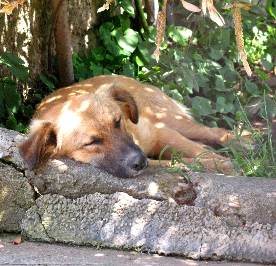 can che dorme...non abbaia e non morde!