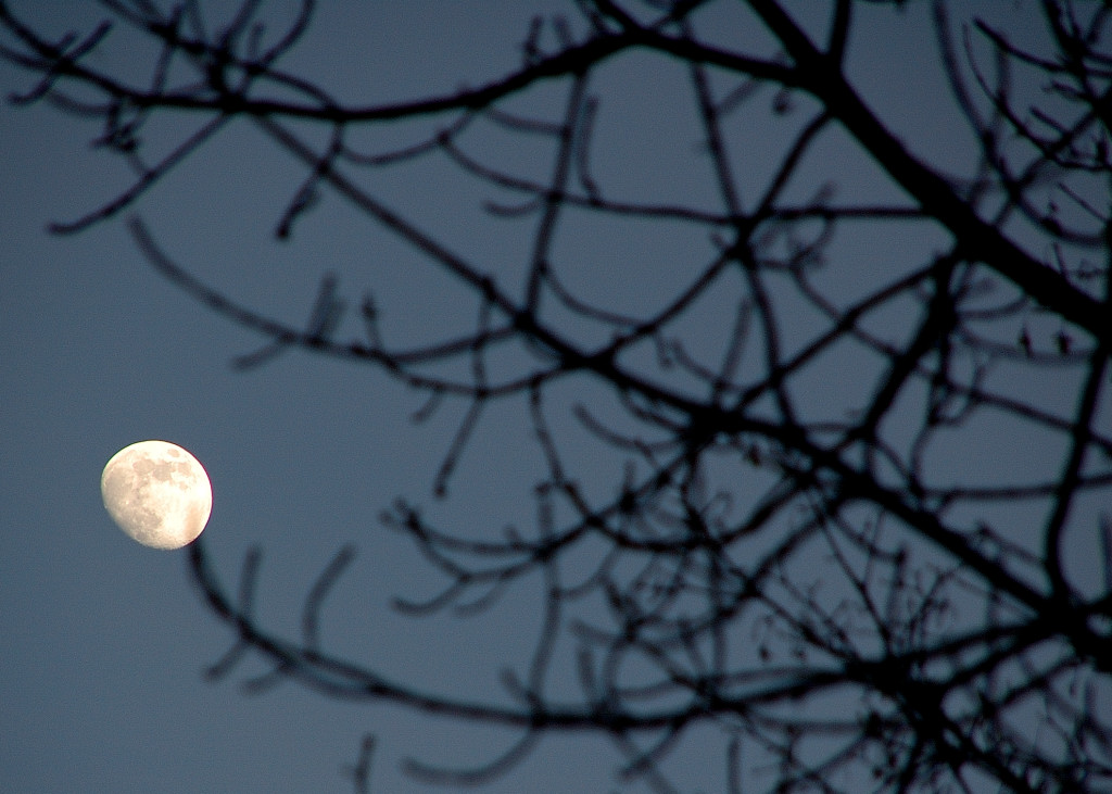 luna sui rami