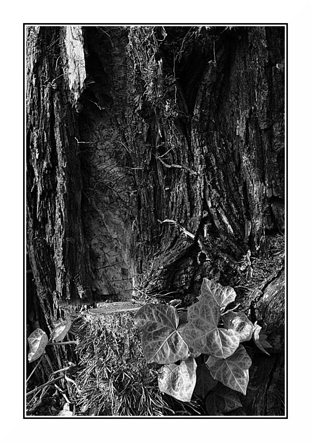 Un mondo sconosciuto - Bianco  & Nero con tronco d'albero e rampicante