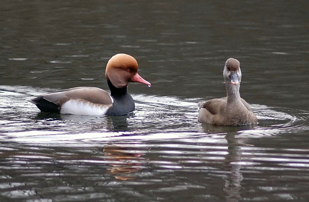 coppia di fistioni turchi