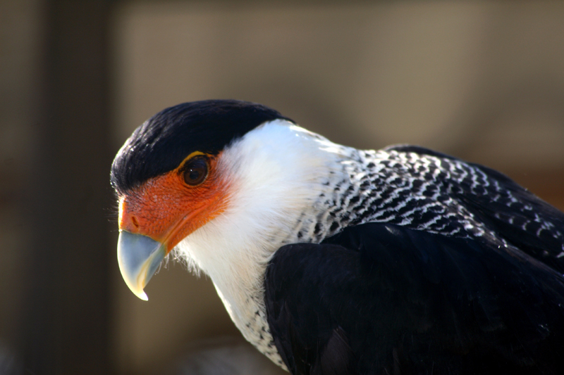 non so come si chiama...