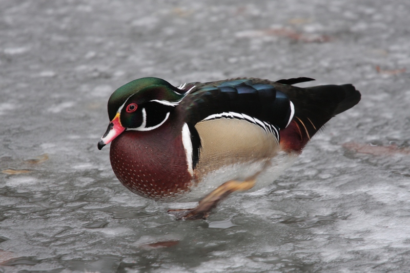 pattinatore si ghiaccio