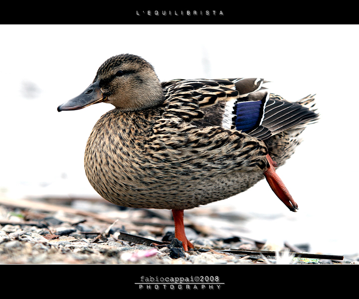 :: L'EQUILIBRISTA...