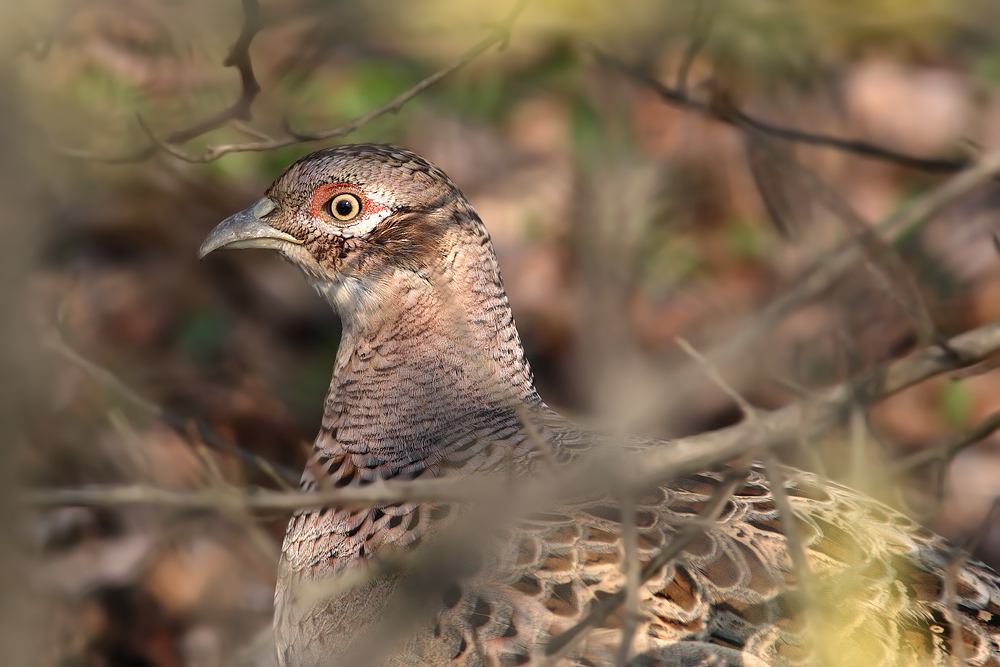 Occhietto da Fagiana ^_^