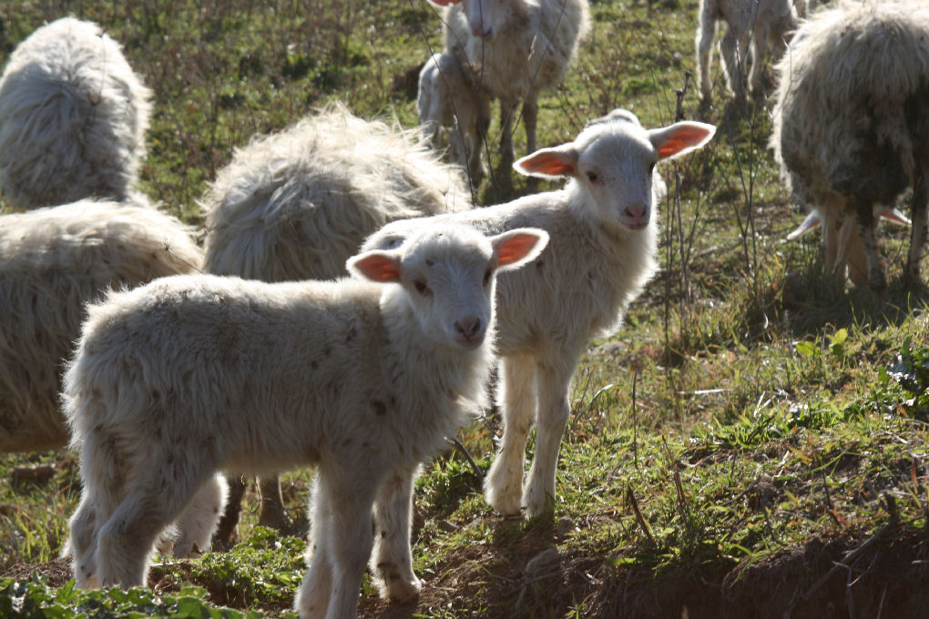 ...beeee����