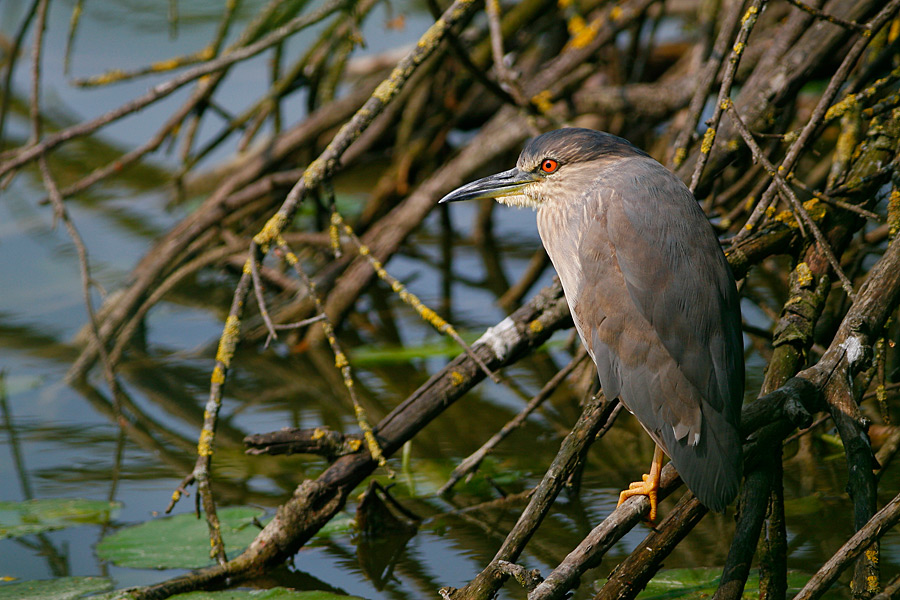 Nitticora Immatura ...