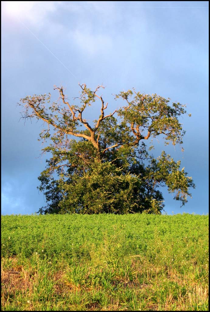 Albero del monte conero